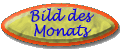 Bild des Monats