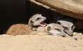 zoo_fr_2018_005