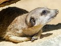 zoo_fr_2018_007